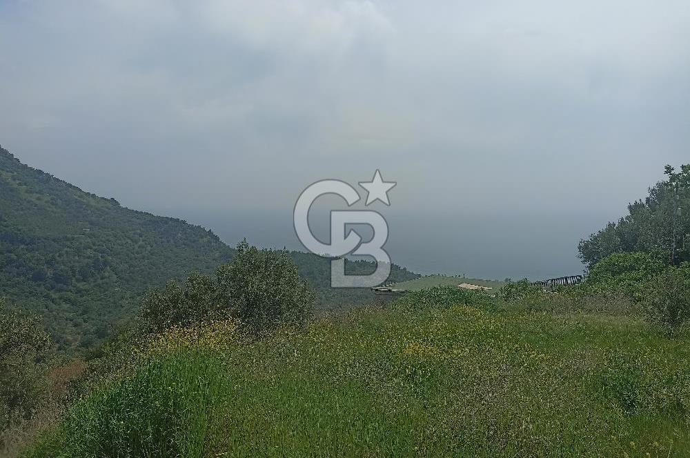ÇANAKKALE AYVACIK KAYALAR KÖYÜ’NDE PANORAMİK DENİZ MANZARALI ZEYTİNLİK – DOĞANIN KALBİNDE YATIRIM FIRSATI