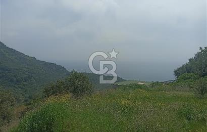 ÇANAKKALE AYVACIK KAYALAR KÖYÜ’NDE PANORAMİK DENİZ MANZARALI ZEYTİNLİK – DOĞANIN KALBİNDE YATIRIM FIRSATI