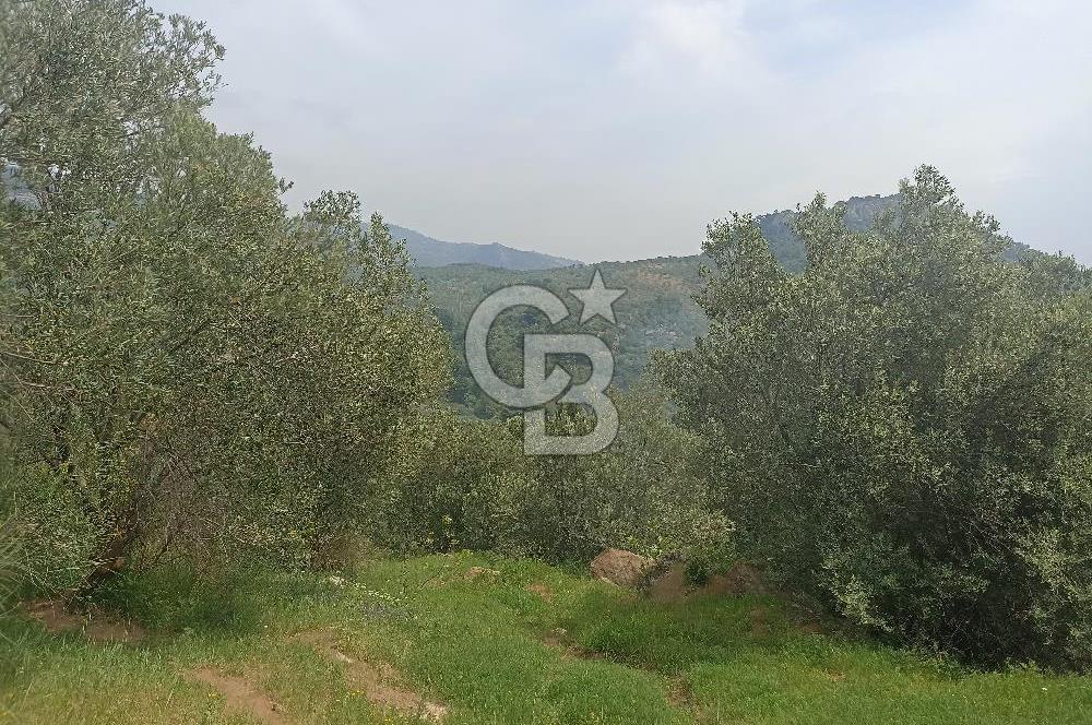 ÇANAKKALE AYVACIK KAYALAR KÖYÜ’NDE PANORAMİK DENİZ MANZARALI ZEYTİNLİK – DOĞANIN KALBİNDE YATIRIM FIRSATI