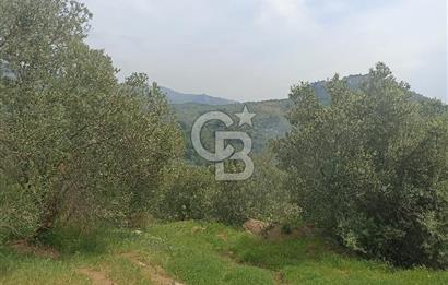ÇANAKKALE AYVACIK KAYALAR KÖYÜ’NDE PANORAMİK DENİZ MANZARALI ZEYTİNLİK – DOĞANIN KALBİNDE YATIRIM FIRSATI