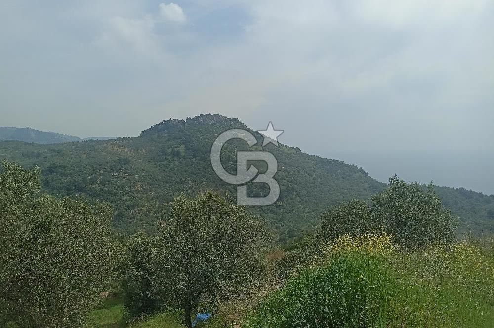ÇANAKKALE AYVACIK KAYALAR KÖYÜ’NDE PANORAMİK DENİZ MANZARALI ZEYTİNLİK – DOĞANIN KALBİNDE YATIRIM FIRSATI
