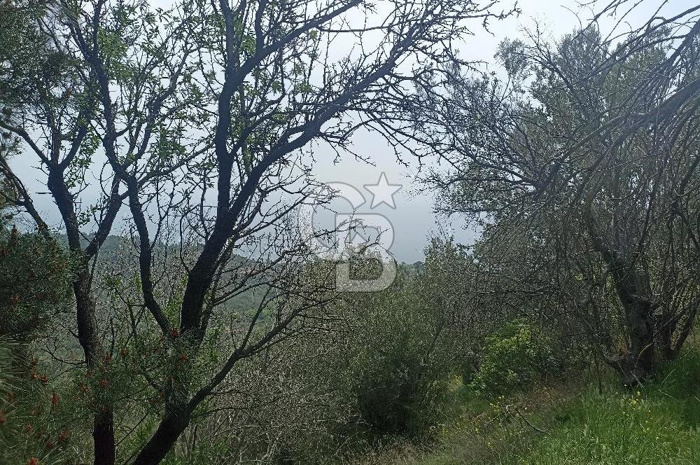 ÇANAKKALE AYVACIK KAYALAR KÖYÜ’NDE PANORAMİK DENİZ MANZARALI ZEYTİNLİK – DOĞANIN KALBİNDE YATIRIM FIRSATI