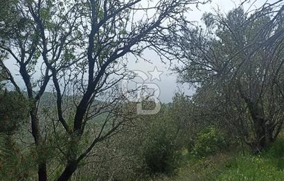 ÇANAKKALE AYVACIK KAYALAR KÖYÜ’NDE PANORAMİK DENİZ MANZARALI ZEYTİNLİK – DOĞANIN KALBİNDE YATIRIM FIRSATI