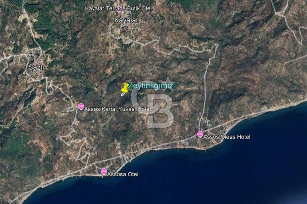 ÇANAKKALE AYVACIK KAYALAR KÖYÜ’NDE PANORAMİK DENİZ MANZARALI ZEYTİNLİK – DOĞANIN KALBİNDE YATIRIM FIRSATI