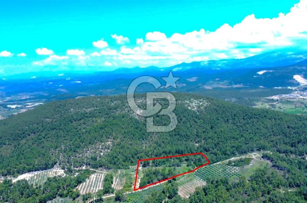 Muğla Menteşe Kafaca'da Satılık Tarla