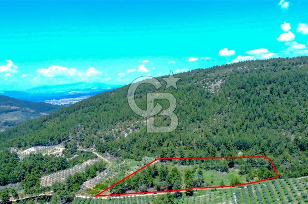 Muğla Menteşe Kafaca'da Satılık Tarla