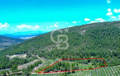 Muğla Menteşe Kafaca'da Satılık Tarla