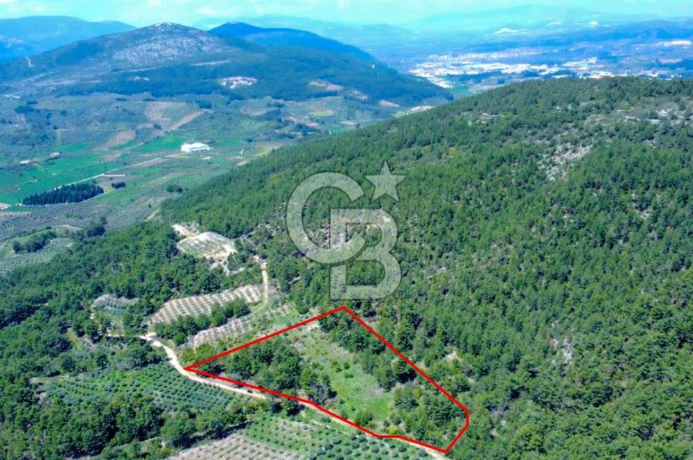 Muğla Menteşe Kafaca'da Satılık Tarla