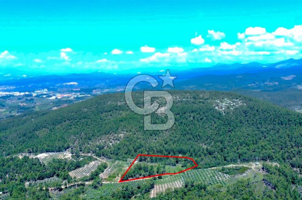 Muğla Menteşe Kafaca'da Satılık Tarla
