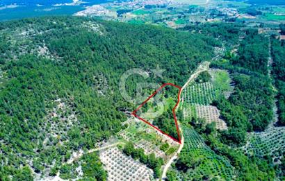 Muğla Menteşe Kafaca'da Satılık Tarla