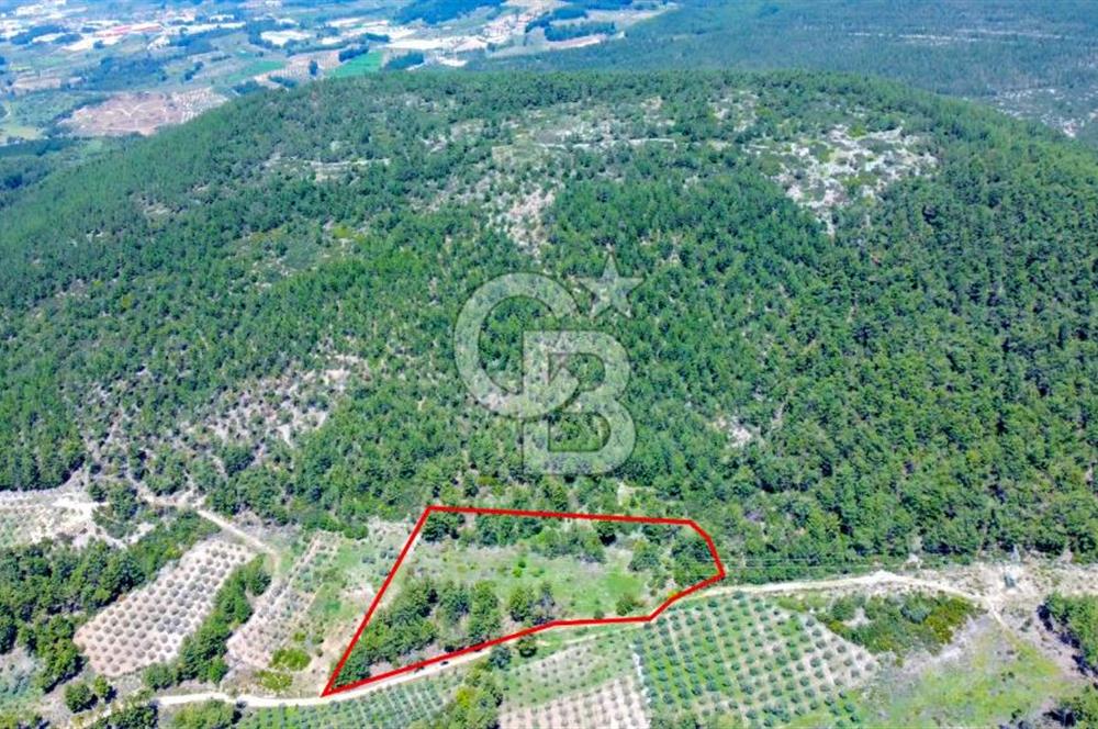 Muğla Menteşe Kafaca'da Satılık Tarla