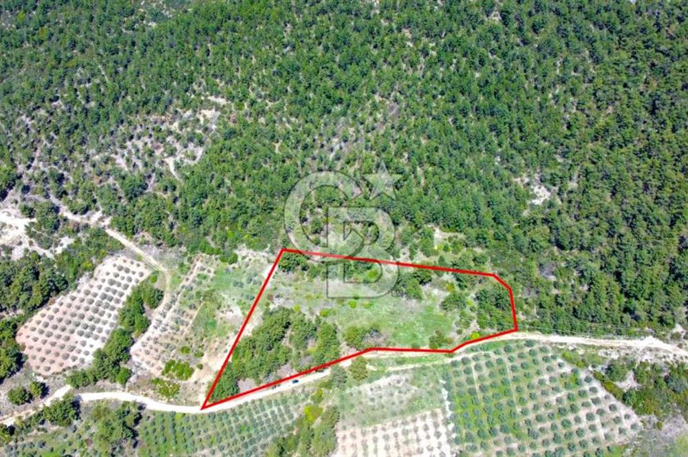 Muğla Menteşe Kafaca'da Satılık Tarla