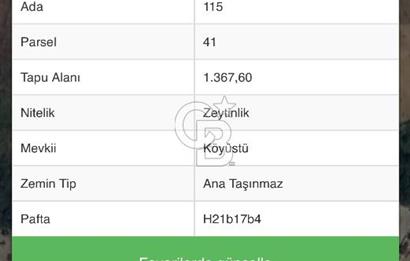 BURSA MUDANYA İPEKYAYLA’da SATILIK ZEYTİNLİK