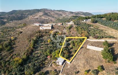 BURSA MUDANYA İPEKYAYLA’da SATILIK ZEYTİNLİK
