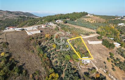 BURSA MUDANYA İPEKYAYLA’da SATILIK ZEYTİNLİK