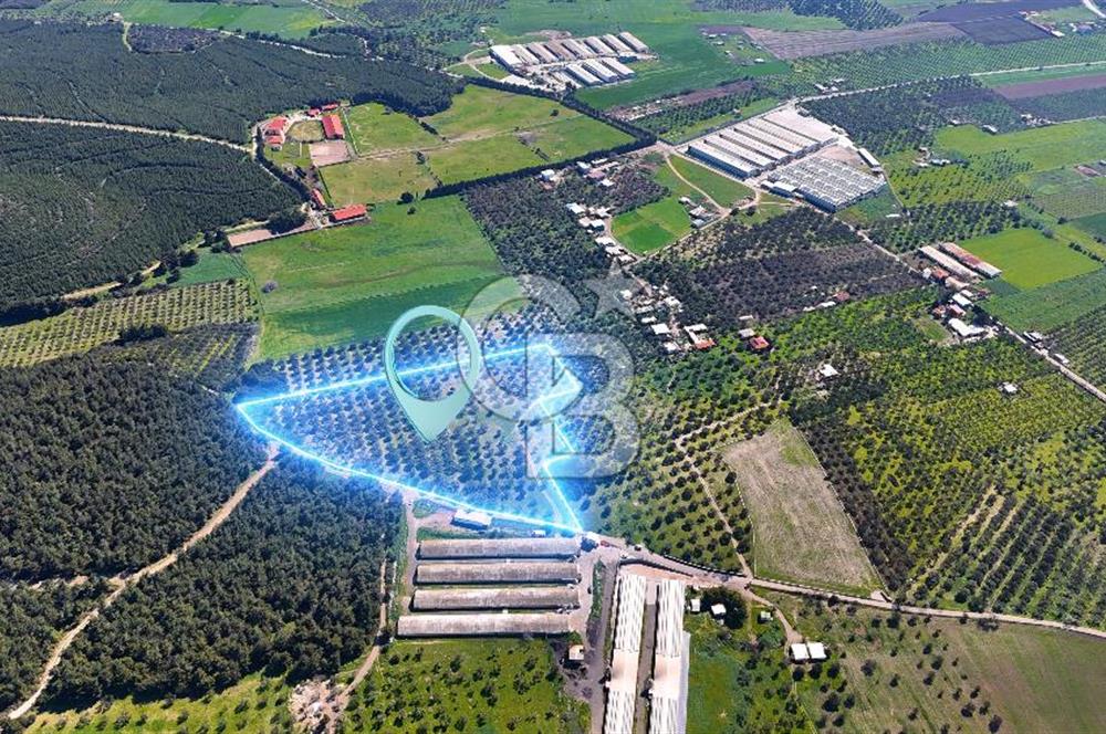 FOÇA ILIPINAR YOLA CEPHE 10 DÖNÜM SATILIK ZEYTİNLİ TARLA