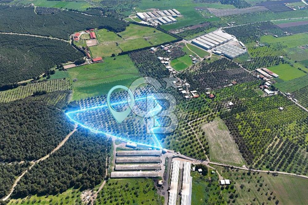 FOÇA ILIPINAR YOLA CEPHE 10 DÖNÜM SATILIK ZEYTİNLİ TARLA