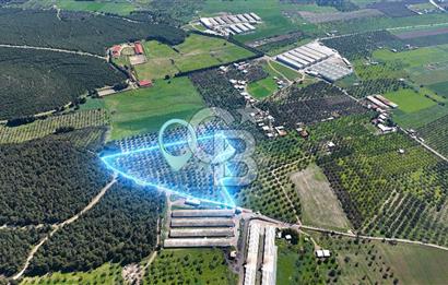 FOÇA ILIPINAR YOLA CEPHE 10 DÖNÜM SATILIK ZEYTİNLİ TARLA