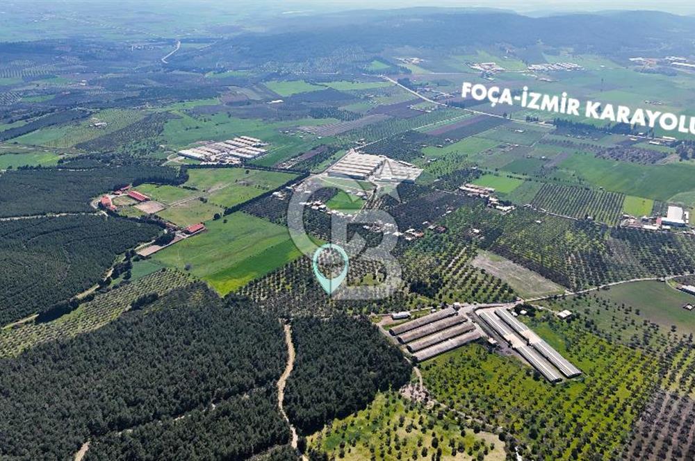 FOÇA ILIPINAR YOLA CEPHE 10 DÖNÜM SATILIK ZEYTİNLİ TARLA