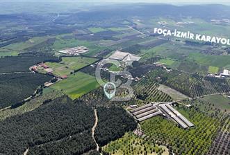 FOÇA ILIPINAR YOLA CEPHE 10 DÖNÜM SATILIK ZEYTİNLİ TARLA