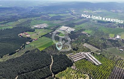 FOÇA ILIPINAR YOLA CEPHE 10 DÖNÜM SATILIK ZEYTİNLİ TARLA