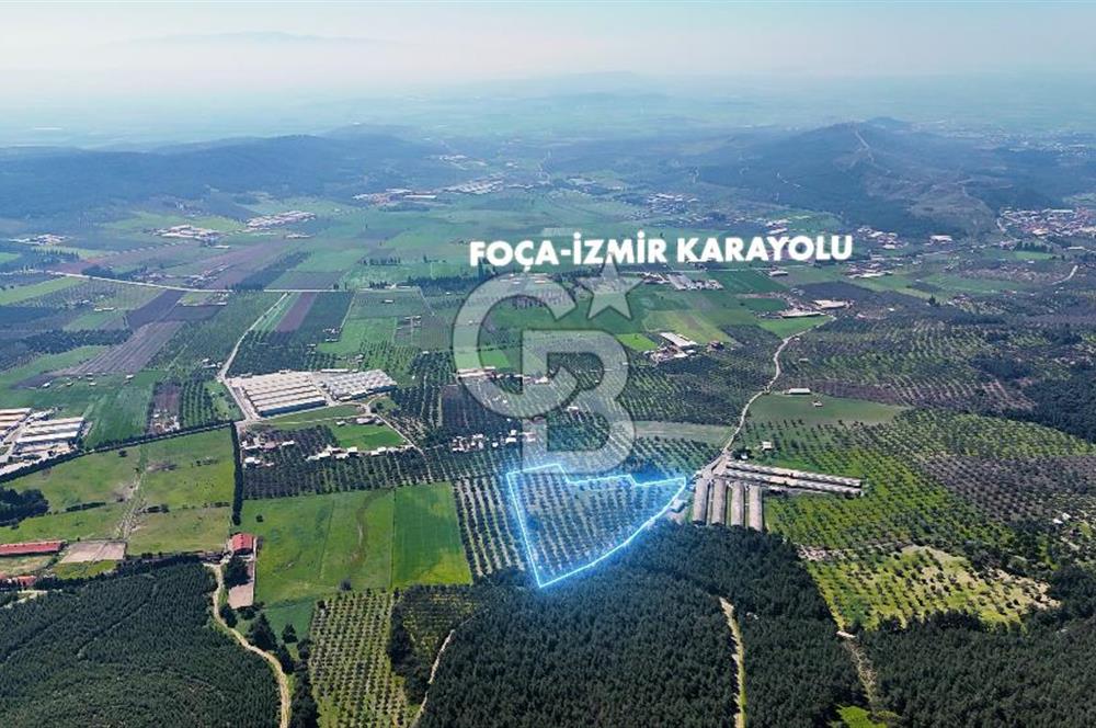 FOÇA ILIPINAR YOLA CEPHE 10 DÖNÜM SATILIK ZEYTİNLİ TARLA
