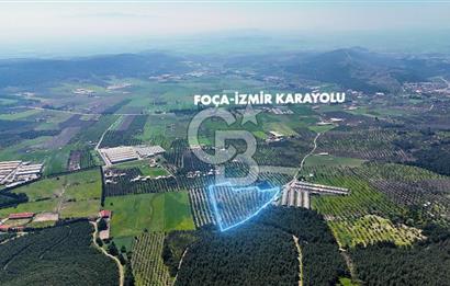 FOÇA ILIPINAR YOLA CEPHE 10 DÖNÜM SATILIK ZEYTİNLİ TARLA