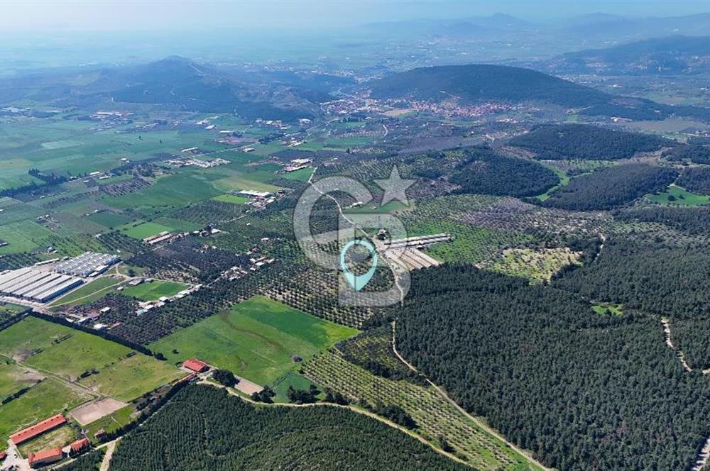 FOÇA ILIPINAR YOLA CEPHE 10 DÖNÜM SATILIK ZEYTİNLİ TARLA