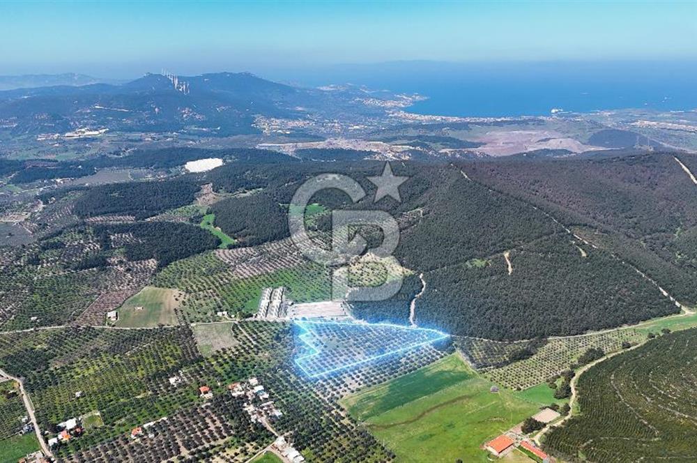 FOÇA ILIPINAR YOLA CEPHE 10 DÖNÜM SATILIK ZEYTİNLİ TARLA