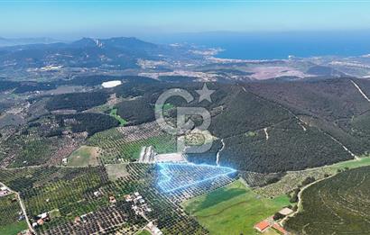 FOÇA ILIPINAR YOLA CEPHE 10 DÖNÜM SATILIK ZEYTİNLİ TARLA