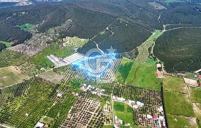 FOÇA ILIPINAR YOLA CEPHE 10 DÖNÜM SATILIK ZEYTİNLİ TARLA