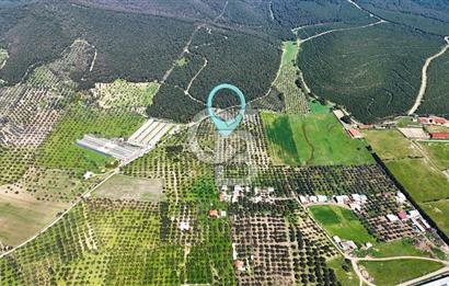 FOÇA ILIPINAR YOLA CEPHE 10 DÖNÜM SATILIK ZEYTİNLİ TARLA
