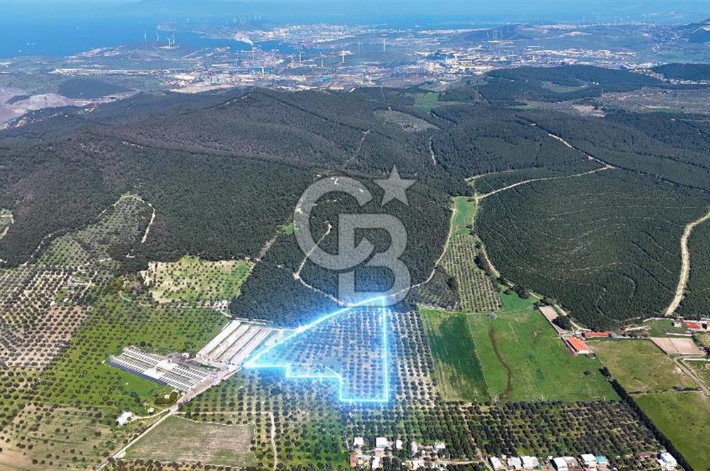 FOÇA ILIPINAR YOLA CEPHE 10 DÖNÜM SATILIK ZEYTİNLİ TARLA
