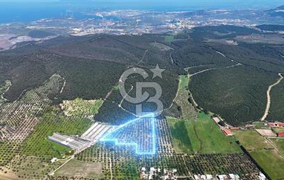 FOÇA ILIPINAR YOLA CEPHE 10 DÖNÜM SATILIK ZEYTİNLİ TARLA