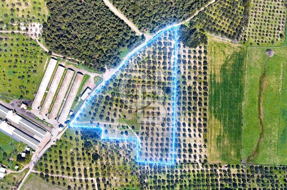 FOÇA ILIPINAR YOLA CEPHE 10 DÖNÜM SATILIK ZEYTİNLİ TARLA