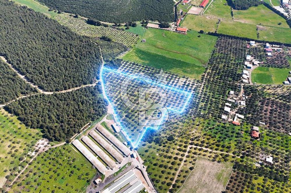 FOÇA ILIPINAR YOLA CEPHE 10 DÖNÜM SATILIK ZEYTİNLİ TARLA