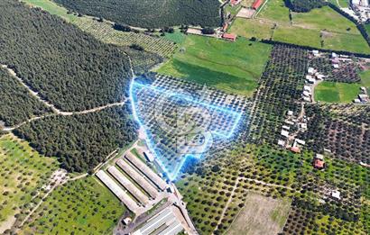 FOÇA ILIPINAR YOLA CEPHE 10 DÖNÜM SATILIK ZEYTİNLİ TARLA