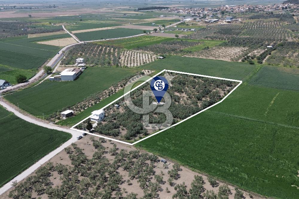 FOÇA GERENKÖY'DE 12 DÖNÜM MUHTEŞEM ZEYTİNLİK