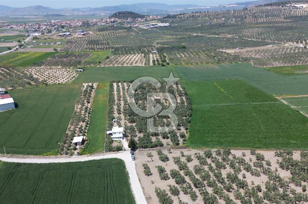 FOÇA GERENKÖY'DE 12 DÖNÜM MUHTEŞEM ZEYTİNLİK