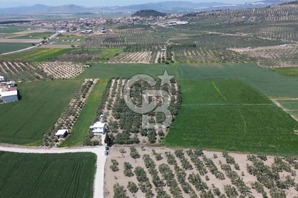 FOÇA GERENKÖY'DE 12 DÖNÜM MUHTEŞEM ZEYTİNLİK