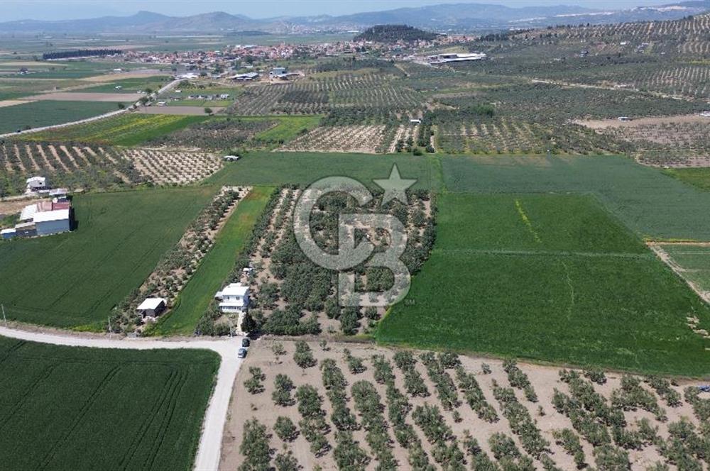 FOÇA GERENKÖY'DE 12 DÖNÜM MUHTEŞEM ZEYTİNLİK
