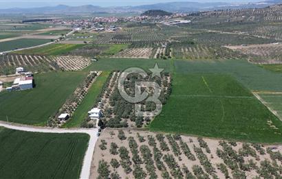 FOÇA GERENKÖY'DE 12 DÖNÜM MUHTEŞEM ZEYTİNLİK