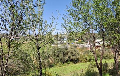 Torbalı Demirci'de 6337 M2 Satılık Zeytinlik