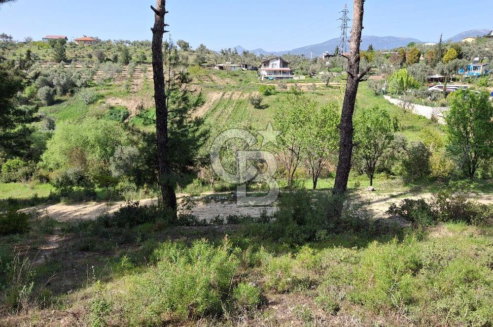 Torbalı Demirci'de 6337 M2 Satılık Zeytinlik