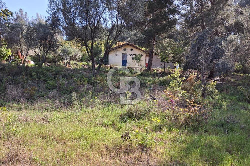 Torbalı Demirci'de 6337 M2 Satılık Zeytinlik