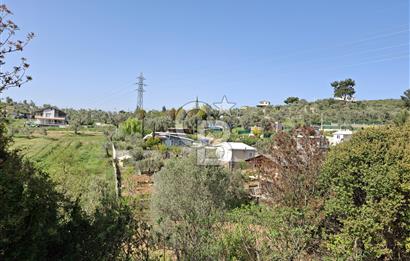 Torbalı Demirci'de 6337 M2 Satılık Zeytinlik
