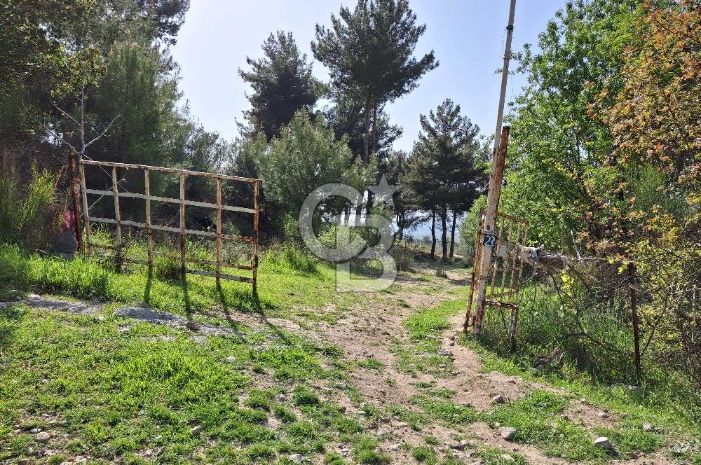 Torbalı Demirci'de 6337 M2 Satılık Zeytinlik