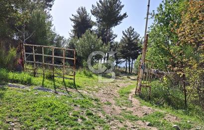 Torbalı Demirci'de 6337 M2 Satılık Zeytinlik
