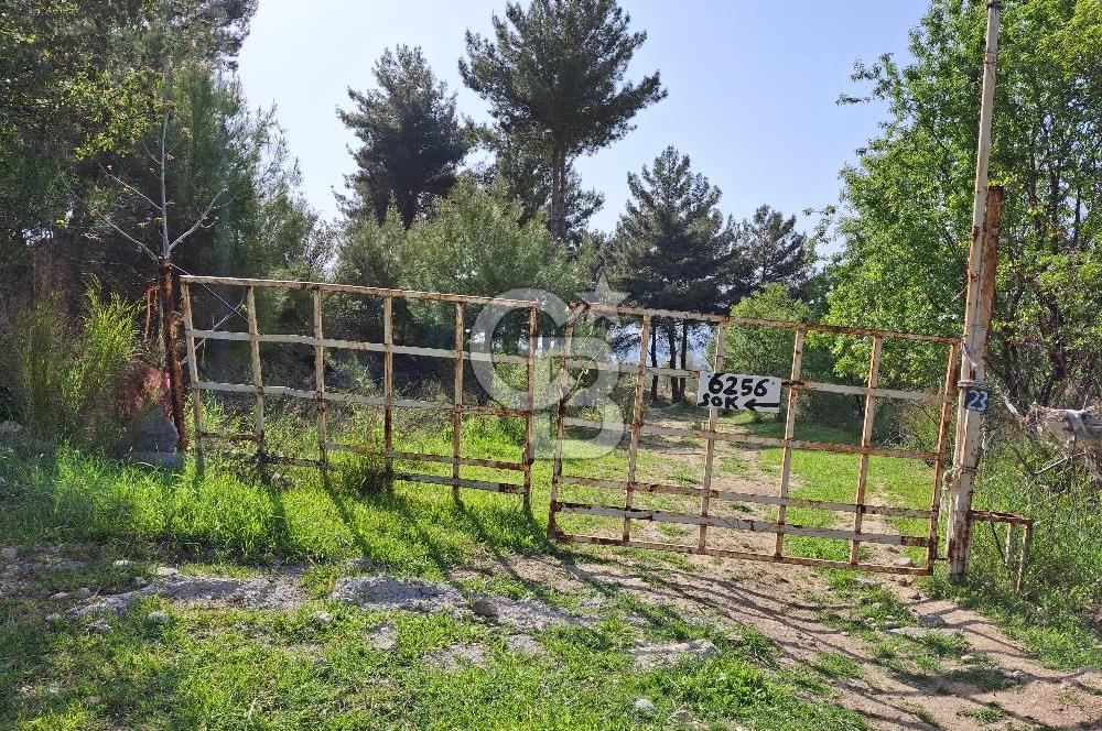 Torbalı Demirci'de 6337 M2 Satılık Zeytinlik