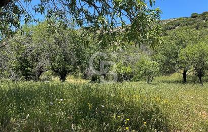 Datça Cumalı’da Bademlik Arazide Yatırım ve Huzur Fırsatı!